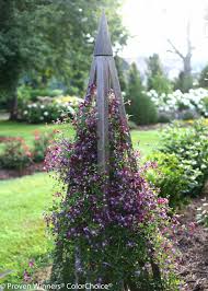 Sweet Summer Love Clematis X Clematis Hardy Hydrangea Clematis Paniculata