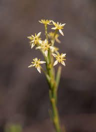 Image result for Struthiola