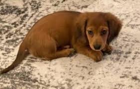 Join millions of people using oodle to find puppies for adoption, dog and puppy listings, and other pets adoption. 5 Best Dachshund Breeders In Florida 2021 We Love Doodles