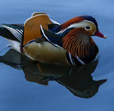 Mandarin duck central park 5 by regina geoghan. Seltene Sichtung Der Riesenhype Um Die Wunderschone Ente In New York Welt