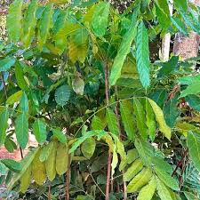 Image result for Khaya grandifoliola