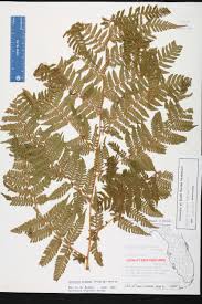 Image result for Ctenitis cirrhosa