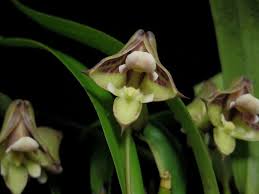 Image result for Polystachya galeata