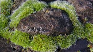 Rounder rocks can also be arranged as a path in a shaded. Weathering Of Rocks By Mosses May Explain Climate Change During The Late Ordovician Department Of Environmental Science