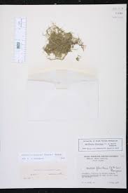 Image result for Wolffiella