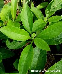 English translationenglish (equirhythmic, metered, poetic, rhyming, singable). Gynura Procumbens