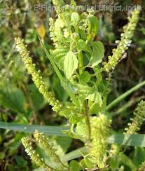 Image result for Basilicum polystachyon