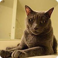Woodland avenue on saturdays between 11:00 am and 3:00 pm. 200 Adopt A Cat Ideas Cat Adoption Adoption Cats