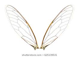 Set Insect Wings Isolated On White Stock Vektorgrafik Lizenzfrei 684912760 In 2020 Weisser Hintergrund Stockfoto Fotos