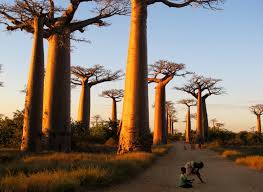 Nieuwjaarsdag, eerste paasdag, koningsdag en met kerst. Photo Essay Avenue Du Baobab Madagascar Matador Network