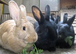 Die kleinen zwerge stehen bereits zur reservierung frei und dürfen ca. Notruf Der Tierfreunde Kaninchen Suchen Ein Neues Zuhause Amper Kurier