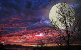 We did not find results for: Super Moon Trees Moon Sunset Colors Nature And Landscapes Hd Wallpaper Wallpaperbetter