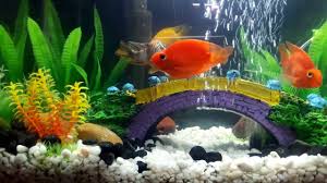 Maybe you would like to learn more about one of these? Blood Red Parrot Fish Tank Youtube