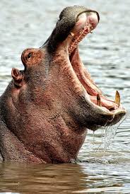 About Wild Animals A Hippo With It S Mouth Wide Open Scary Animals Hippopotamus Animals Wild