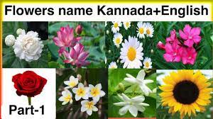 Flowers name in english and kannada. Learn Flowers Name With Picture Flowers Name Kannada English Both Language Ak English Learning Youtube