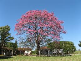 Image result for Handroanthus sp. near impetiginosus