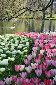 Lady Basil Http X2f X2f Www Otthon24 Hu Beautiful Gardens Tulips Garden Flower Garden