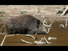 Sind Wildschweine Gefahrlich Alles Ubers Wildschwein Teil 3 Youtube