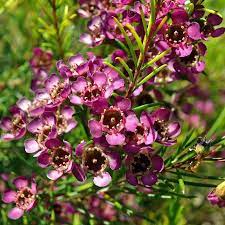 Chamelaucium Uncinatum Purple Wax Flowers Australian Native Plants Flowering Trees