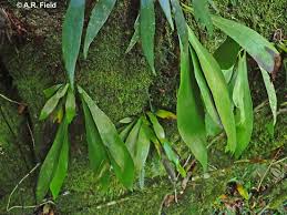 Image result for Antrophyum