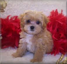 We provide aggregated results from multiple sources and sorted by user interest. Apricot Maltipoos Teacup Apricot Maltipoo Puppies