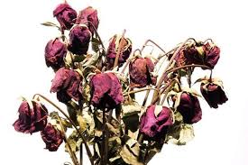 Maybe you would like to learn more about one of these? Top 10 Things You Don T Want On Valentine S Day Flower Delivery Flowers Flowers Bouquet