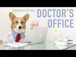 Though some exotic pet insurance may offer additional benefits, its coverage it is important to get insurance whilst pets are young and healthy. At The Dogtor Clinic Fullact Trending Stories With The Laugh Mixture Corgi Cat Illnesses Pet Insurance Reviews