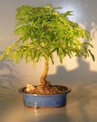 It is so beautiful when you get to see a child grow in your own eyes. Flowering Fruiting Trees