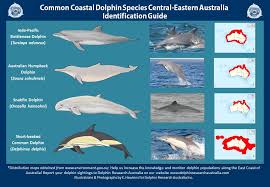 Dolphin Identification Guide Dolphin Research Australia Inc