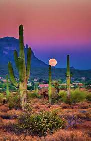 Desert landscaping presents homeowners with a unique set of challenges. Arizona Nature Photography Beautiful Landscapes Beautiful Nature