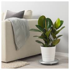 Ficus Elastica Pflanze Gummibaum Versch Arten Ikea Gummibaum Ficus Pflanzen