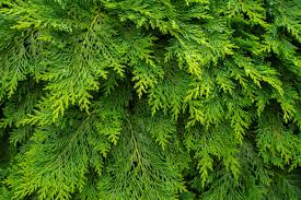Image result for Platycladus orientalis