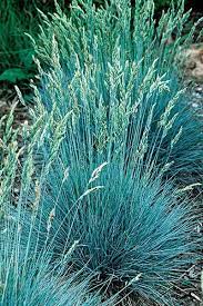 Resilient Plants For Hardy Hellstrips Plants Grasses Garden Blue Fescue