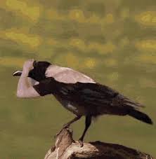 Birds With Human Arms Gif Https Encrypted Tbn0 Gstatic Com Images Q Tbn 3aand9gcs7pnynuhg4maqpbnqrdmyzv Mkmcnoi9gcsq Usqp Cau