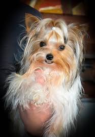 Browse thru yorkshire terrier puppies for sale near pittsburgh, pennsylvania, usa area listings on puppyfinder.com to find your perfect puppy. Akc Yorkie Puppies For Sale In Tn Northshore Yorkshire Terriers