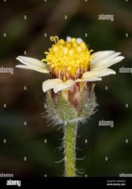 Image result for Tridax