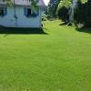 While laying sod gives instant results, hydroseeding grass can take a few weeks for the seeds to germinate. 1