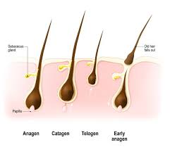 The final stage of the growth cycle is the telogen phase, in which new hair begins to grow underneath the club hair. The Hair Shedding Cycle Viviscal Healthy Hair Tips