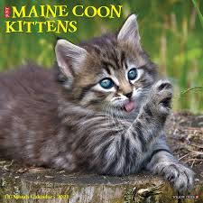 A page dedicated for maine coon cat pictures. Just Maine Coon Kittens 2021 Wall Calendar Willow Creek Press 9781549212512 Amazon Com Books