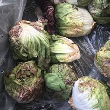 Green Radicchio Information And Facts