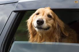 Most french bulldogs enjoy the company of people. Tips On How To Stop Your Dog Barking In The Car Pets4homes