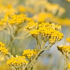 Image result for Helichrysum brassii