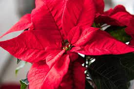 Cuidados De La Euphorbia Plants Paperwhite Flowers Amaryllis Flowers