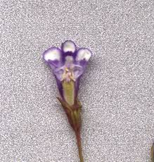 Image result for Linderniaceae