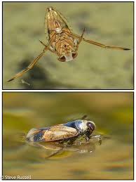 Image result for Notonectidae