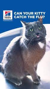 Pin On Cat Care