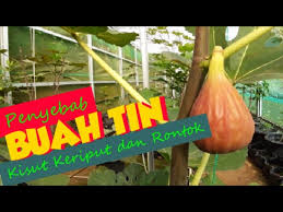 Bagi peminat pokok tin, air daun ketapang banyak digunakan dalam pembiakan anak benih. Penyebab Buah Tin Rontok Sebelum Matang Causes Figs Fall Out Before Ripe Youtube