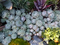 Echeveria elegans 'mexican snowball' is a popular succulent that forms gorgeous clumps. Echeveria Elegans Mexican Snowball Buy Online At Annie S Annuals