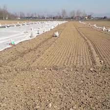 Azienda Agricola Cantalupo | Urgnano