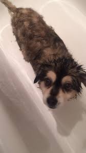 It S A Wet Baby Grandpa Okay But Wth Did Calum Name Him Baby Grandpa Like Why 5sos Pictures 5sos Memes Calum 5sos